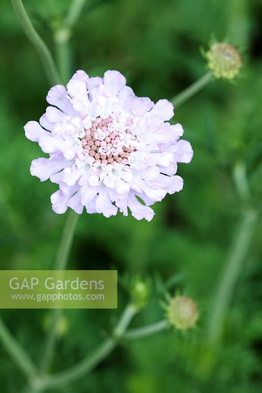 Scabiosa africana - Wild Scabious, Cape Town, South Africa
