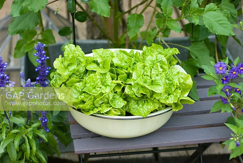 Butterhead lettuces growing in vintage enamel bowl 