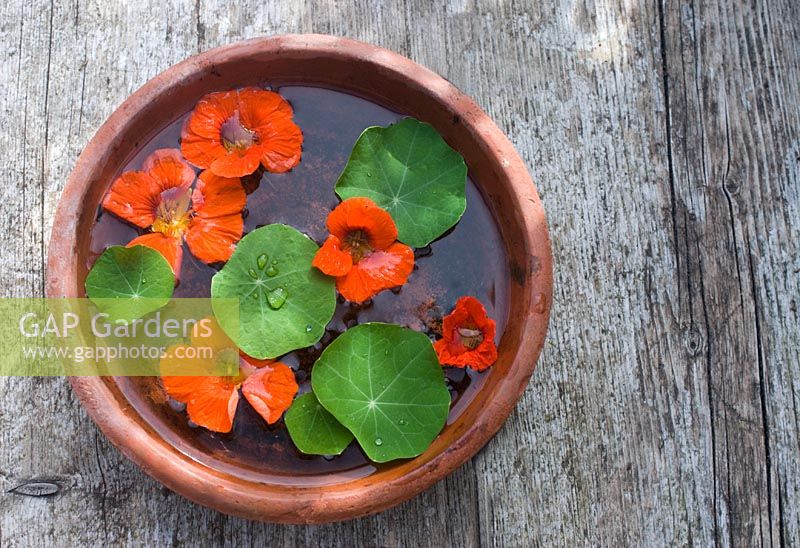 Mini water feature - nasturtium flowers and leaves floating in terracotta saucer