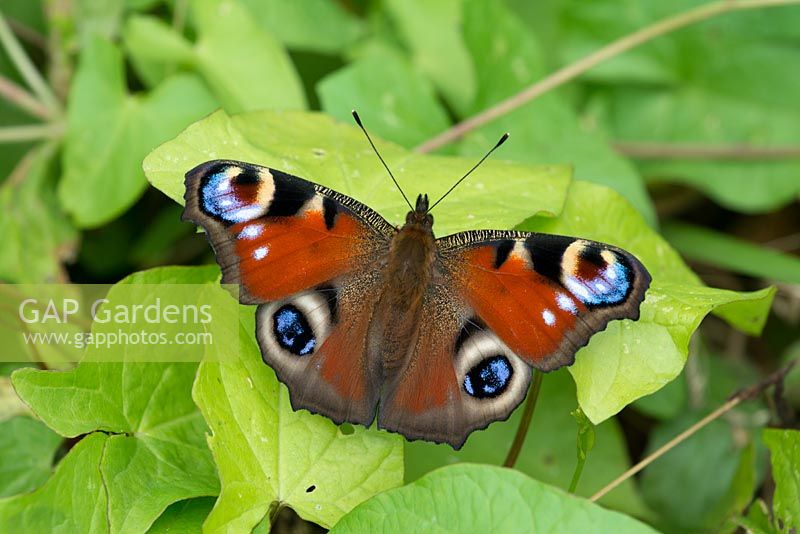 Peacock butterfly, Inachis io, Basking on garden bindweed