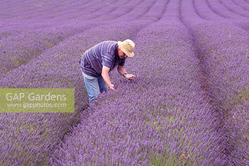 Farmer inspecting quality of Lavender Crop, Norfolk, England