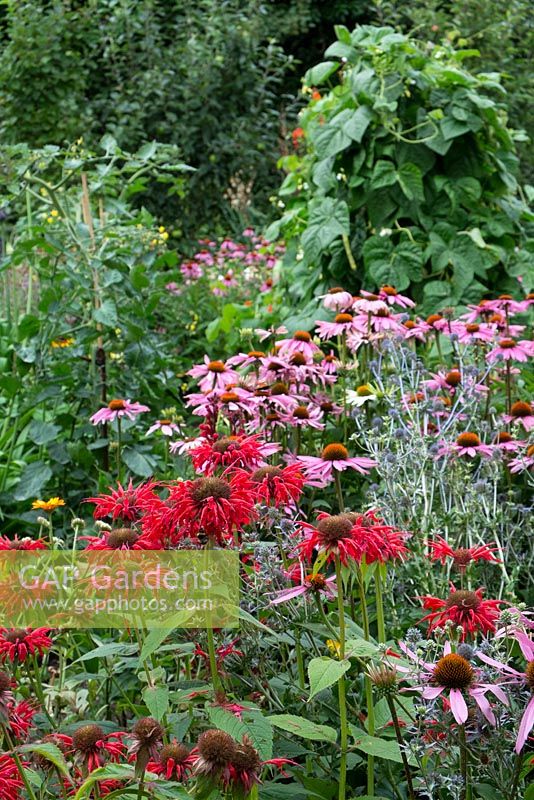 Mixed flower and vegetable garden including Monarda and Echinacea in forground with runner bean wigwam in background.