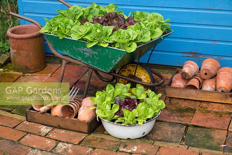 Small garden corner with container planting of lettuce varieties 'Little Gem Pearl' and 'Dazzle'
