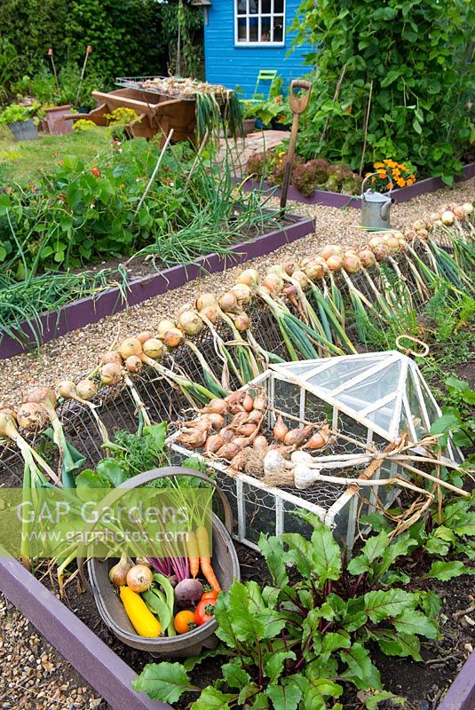 Late summer garden, raised beds with drying onion crop and trug of home grown vegetables