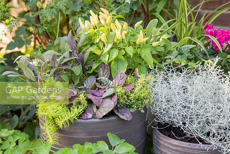 Step by Step - Winter container consisting of Thymus x citriodorus 'Golden Queen', Salvia officinalis 'Purpurascens', Ornamental Pepper 'Red Missile' and Sedum 'Angelina' with Calocephalus brownii and Winter container consisting of Carex 'Ice Dance', Ajuga 'Braun Hertz', Salvia officinalis 'Icterina', Sedum lineare and Cyclamen