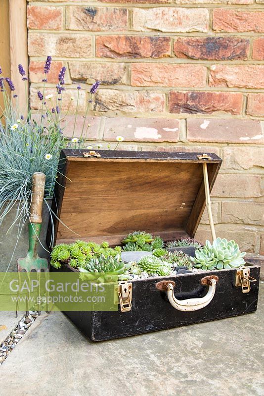 Step by Step - Recycled tool chest used as succulent container. Mixed succulents