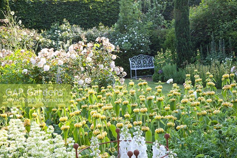 Informal garden with bench. Phlomis russeliana, Rosa 'Buff Beauty', Centranthus ruber 'Albus' and Cephalaria gigantea
