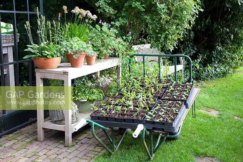 Cart with young plants - Nursery in Goede Aarde