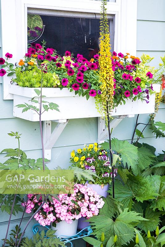 Windowbox and containers planted with Petunia, Ligularia, Viola and Sedum 