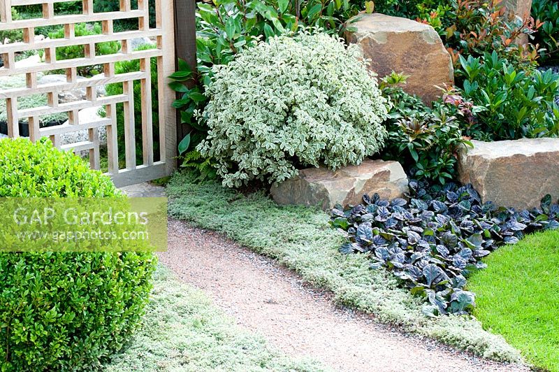 Path leading to wooden gate with adjacent borders planted with Pittosporum tenuifolium, Photinia, Ajuga reptans 'Black Scallop' Thymus pseudolanuginosus and clipped Buxus sempervirens in 'Reflections of Japan'. Gold medal winner at RHS Tatton Flower Show 2013
