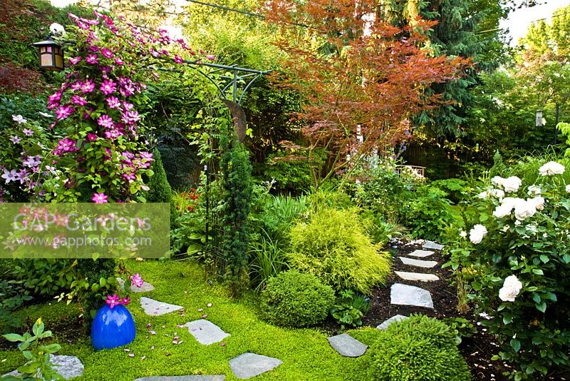 Informal garden setting with plants including Clematis 'Ville de Lyon', Rosa 'Cream Veranda' and Chamaecyparis pisifera 'Mops' 