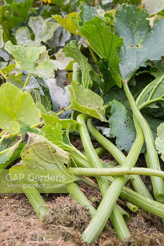 Cutting back Courgette leaves infected with Mildew