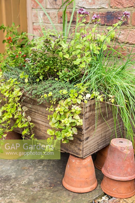 Herb box containing Oregano 'Greek', Marjoram 'Compact', Sage 'Tricolor', Lemon Grass, Indian Mint, Chive and Hyssop