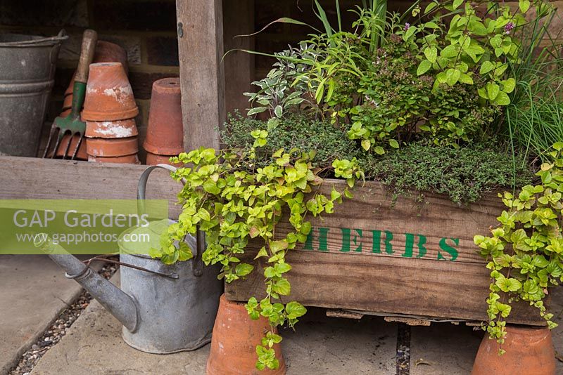 Using Stencil kit to label box with 'Herbs'. Oregano 'Greek', Marjoram 'Compact', Sage 'Tricolor', Lemon Grass, Indian Mint, Chive and Hyssop