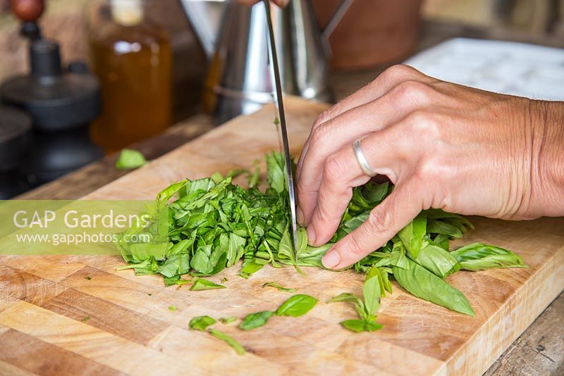 Step by Step - Chopping and freezing Basil for Pesto. Cutting freshly picked Basil leaves.