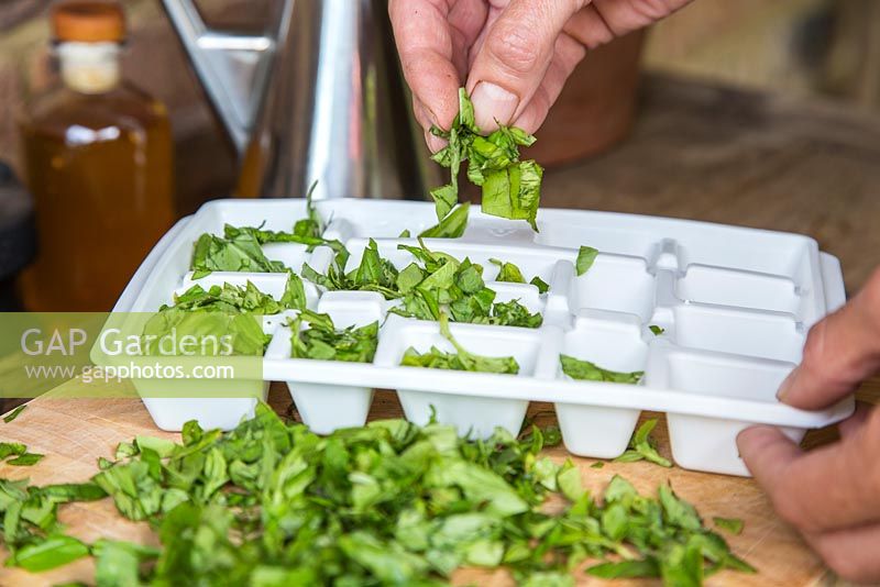Step by Step - Chopping and freezing Basil for Pesto. Adding freshly cut Basil leaves to ice cube tray.
