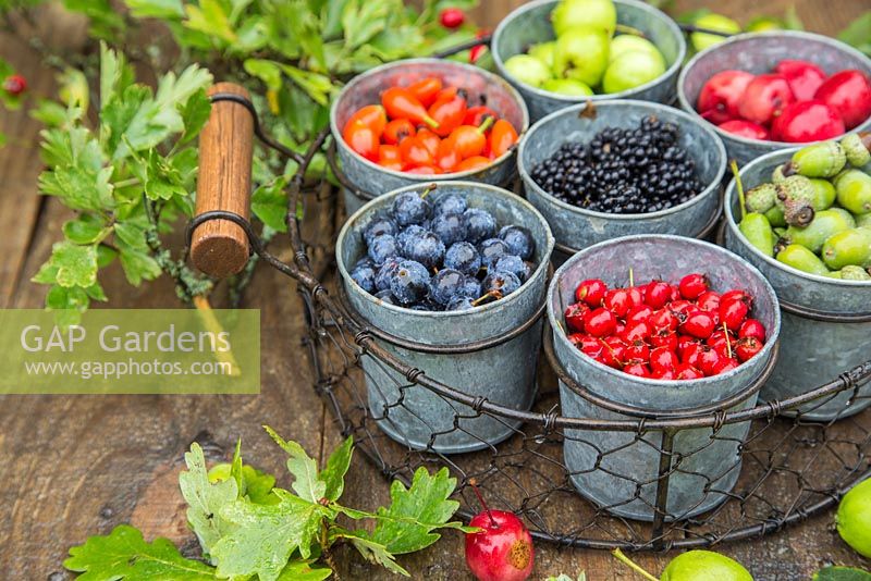 Display of harvested Rose hips, Sloe berries - Prunus spinosa, Crab apples, Acorn, Hawthorn - Crataegus, Wild blackberries - Rubus fruticosus
