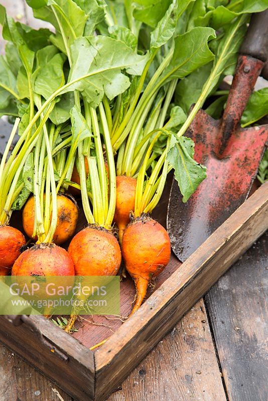 Box of harvested Beetroot 'Burpees Golden'