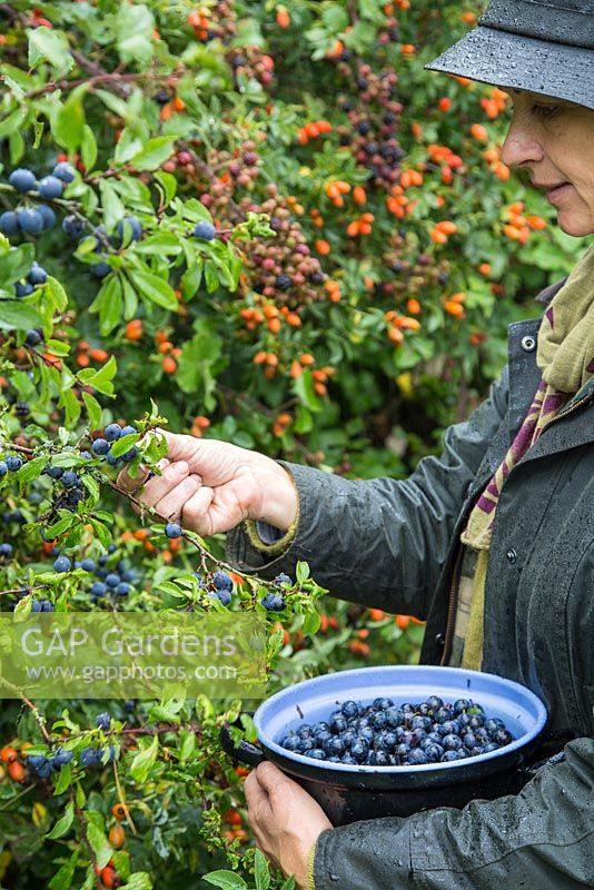 Woman foraging Sloe berries - Prunus spinosa in a hedgerow.