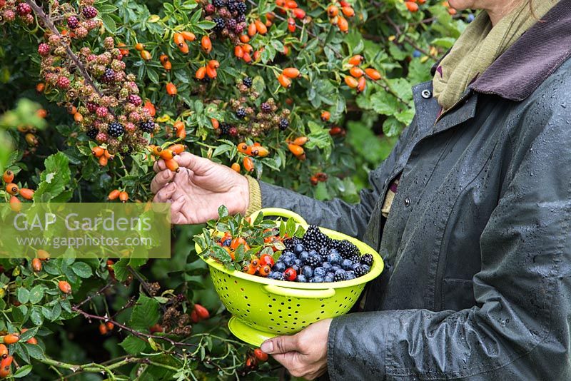 Woman foraging Rose hips, Sloe berries - Prunus spinosa and Wild blackberries - Rubus fruticosus in a hedgerow
