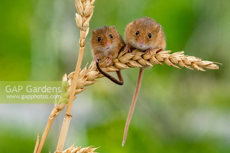 Harvest mice - Micromys minutus on ears of corn