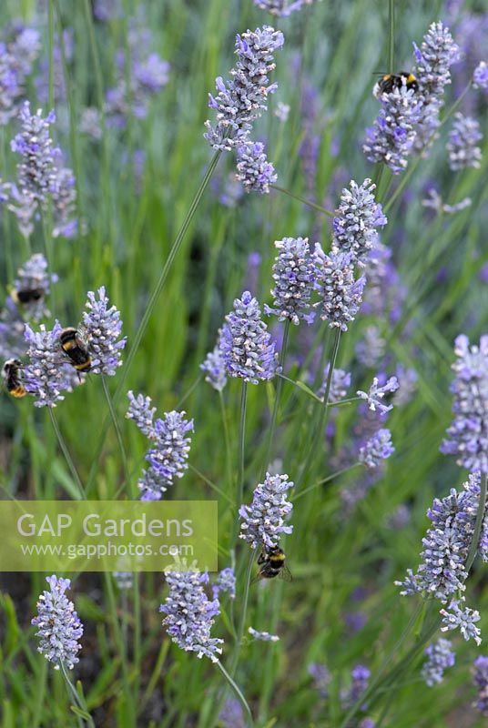 Bees feeding on lavender