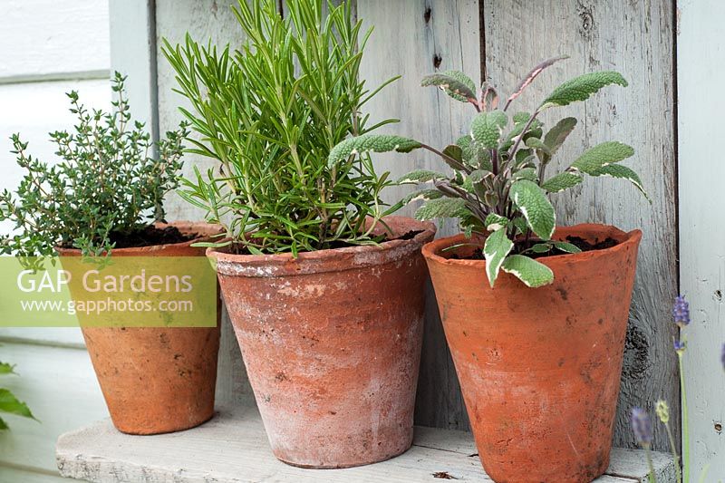 Selection of herbs in pots on rustic shelving including sage, thyme and rosemary