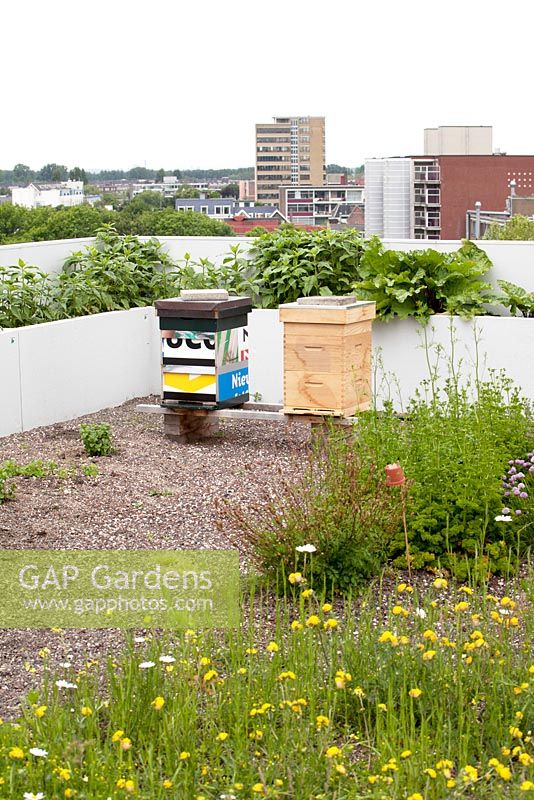 Allium, mint, parsley and rhubarb with beehives on the rooftop kitchen garden in the centre of Rotterdam, Holland.
