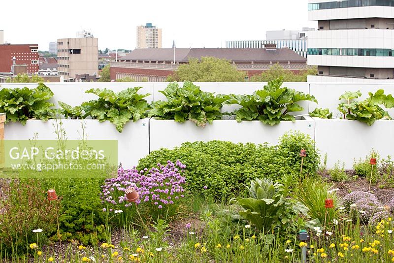 Chives, oregano, mint, parsley and rhubarb planted on the rooftop kitchen garden in the centre of Rotterdam, Holland.