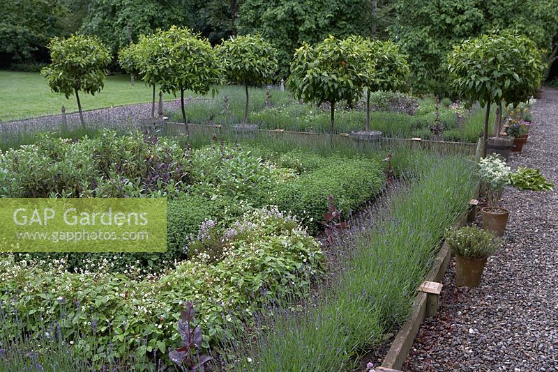 The Dower House Garden at Morville showing The Knot Garden outside the house. Citrus standards in wooden half barrels, lavender edging and knot of various herbs including marjoram, thyme, sage and wild strawberry surrounded by gravel.
