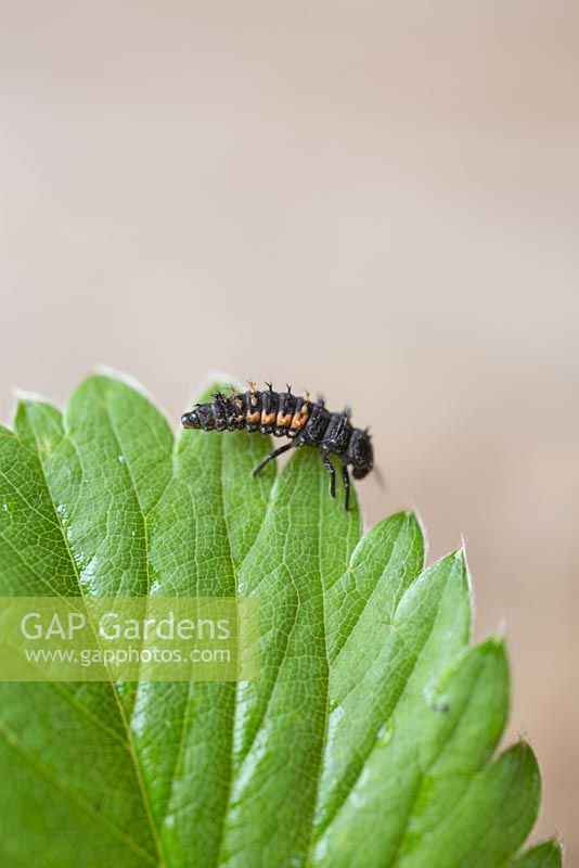 Harlequin ladybird larvae. Harmonia axyridis