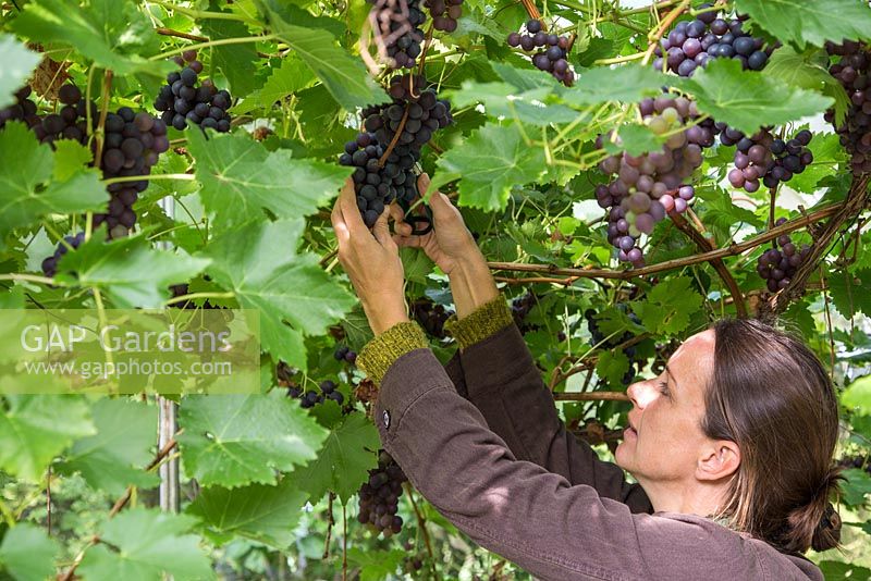 Woman harvesting Vitis vinifera 'Black Hamburg' syn.  Trollinger, Frankenthaler