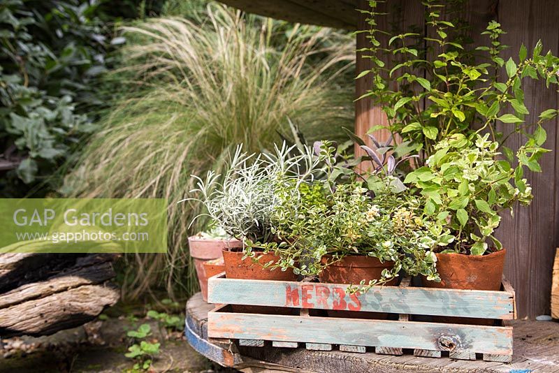 Display of herbs in a crate. Hyssop, Oregano 'Greek', Chive, Marjoram 'Compact', Indian mint, Lemon grass and Sage 'Tricolor'