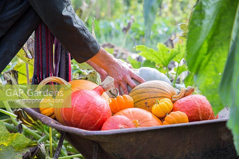 Woman harvesting large pumpkin patch. Pumpkin 'Mammoth', 'Uchiki Kuri', 'Jack be Little' and 'Crown Prince'.