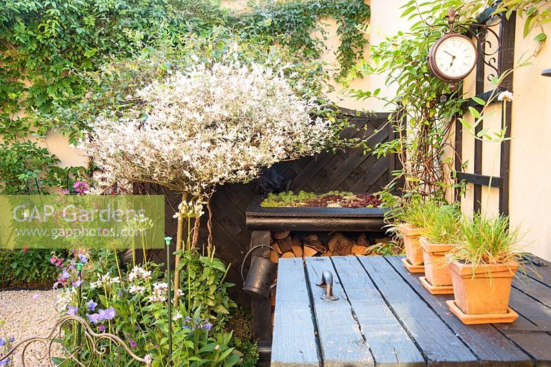 Black woodwork and cream walls make a striking combination in the back garden with clever use of the small space such as a logstore with sempervivum roof and housing to conceal bins. Plants include standard dappled willows, Salix integra 'Hakuro Nishiki', and agapanthus. 
