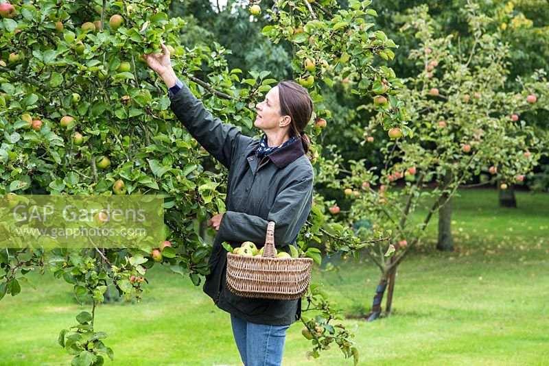 Woman harvesting Apple 'Bramley'. Malus domestica