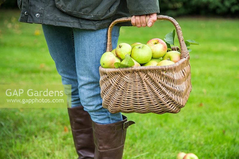 Harvested Apple 'Bramley'. Malus domestica