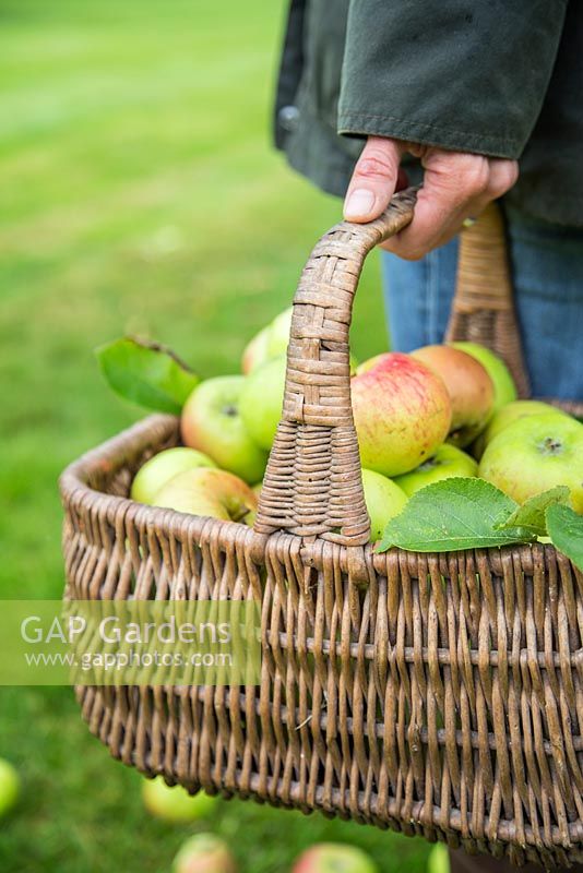 Harvested Apple 'Bramley' with windfall. Malus domestica