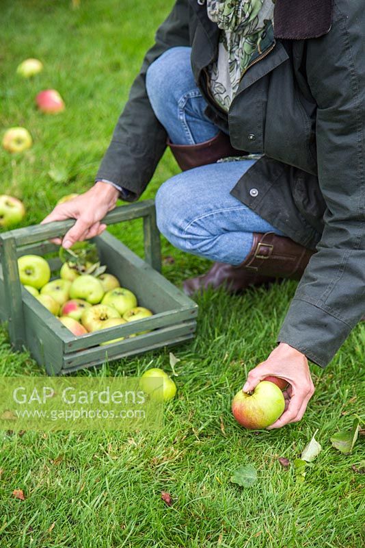 Woman collecting windfall of Apple 'Bramley'. Malus domestica
