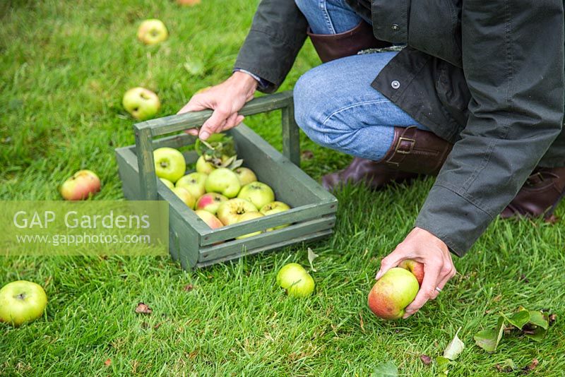 Woman collecting windfall of Apple 'Bramley'. Malus domestica
