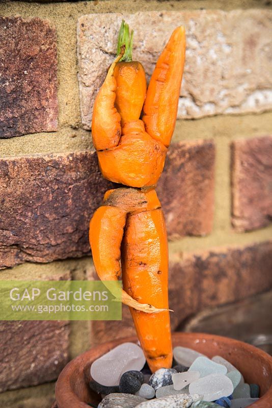 Carrot dancer model. Made from odd shaped carrots