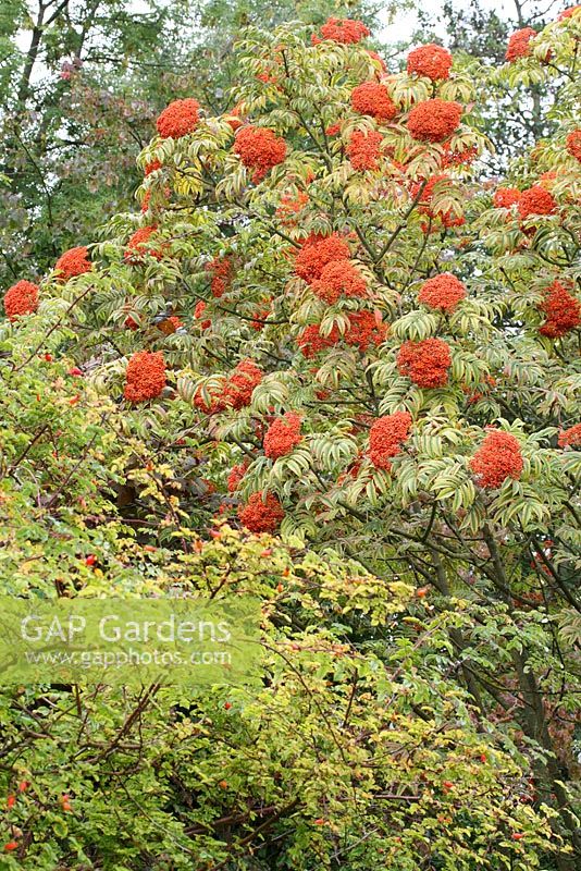 Sorbus sargentiana - Sargents Rowan in September