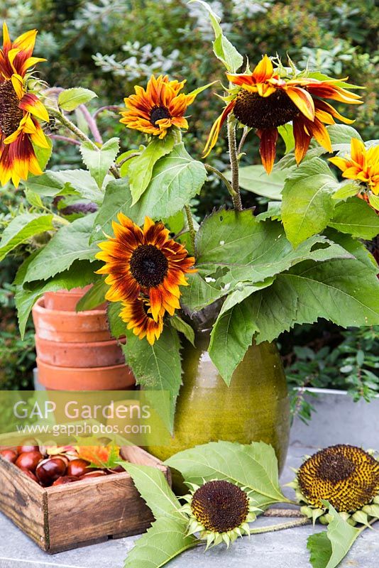 Display of Helianthus in a jug and Horse Chestnut seeds (Aesculus hippocastanum) within a small suburban garden