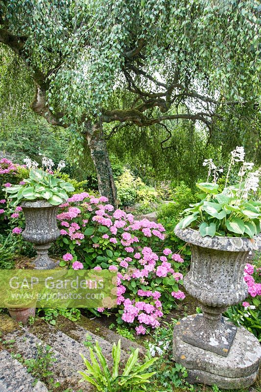 The Leisure Garden with pink hydrangeas and hostas in stone urns below a weeping birch, Betula penula 'Youngii'