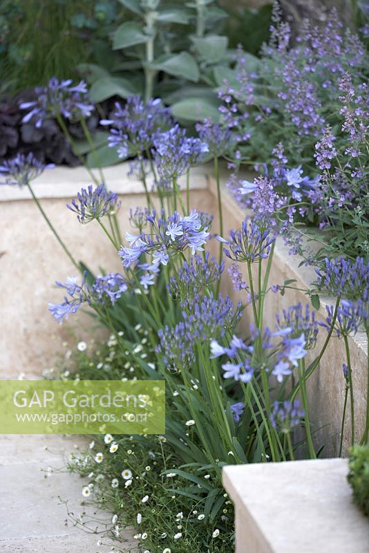 Agapanthus, nepeta and erigeron in purple border. RHS Hampton Court Flower Show 2013 'Layers and Links'. 