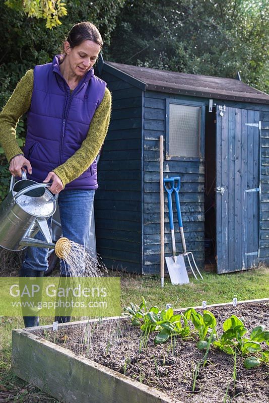 Watering Leek seedlings 'Musselburgh'