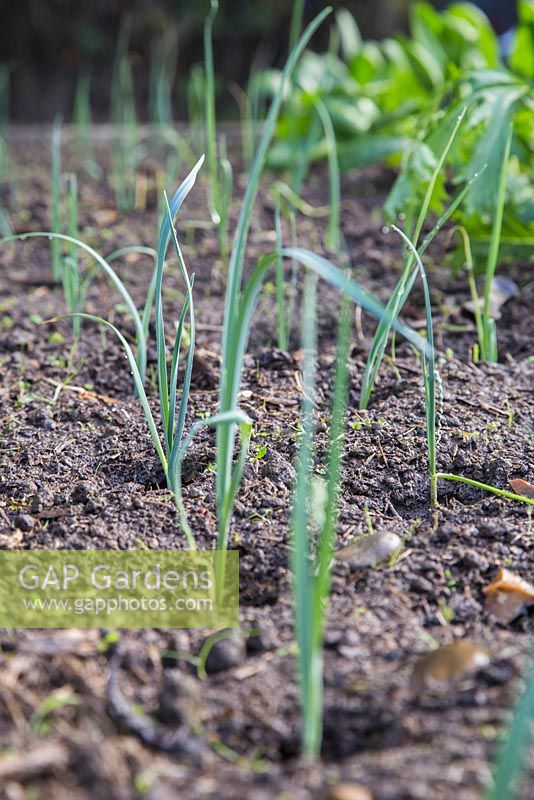 Leek seedlings 'Musselburgh'