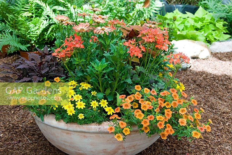 Container of mixed annuals 