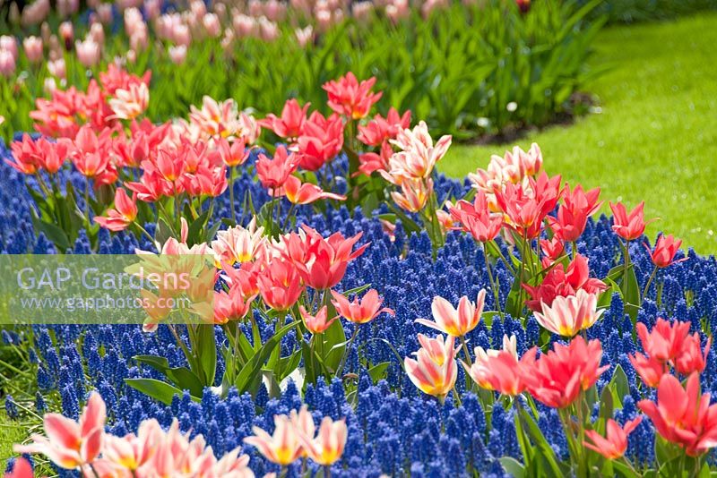Spring border with Tulipa 'Quebec', 'Toronto' and Muscari armeniacum
