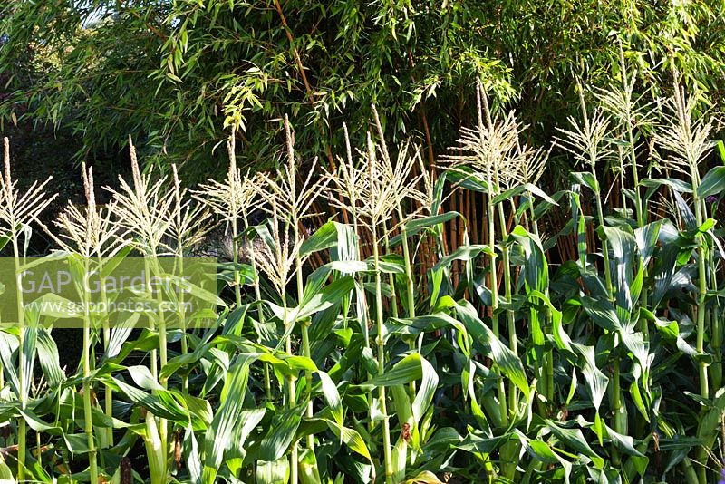 Sweet corn in the Vegetable Garden. Bamboo behind. 
